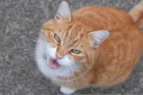 Cat Meowing Free Stock Photo Public Domain Pictures