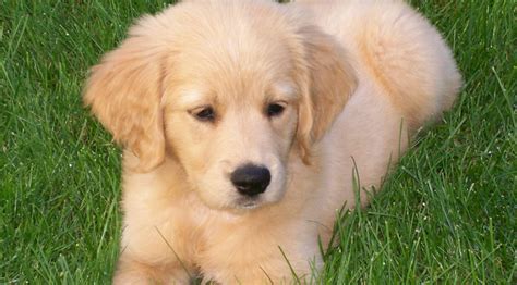 10 Things You Need To Know About The Miniature Golden Retriever