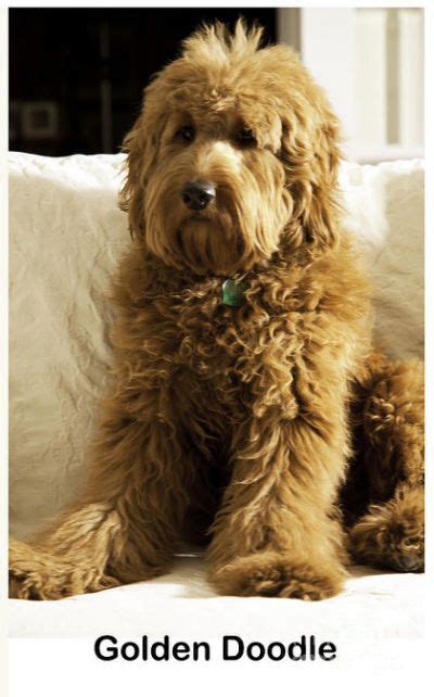 Some puppies will start to shed their puppy coat as early as 5 months of age and as late as 12 the brittanydoodle is typically very low shedding, as even the purebred brittany hardly sheds in. Golden Doodle | Stuffed teddy | Goldendoodle, Goldendoodle haircuts, Doodle dog