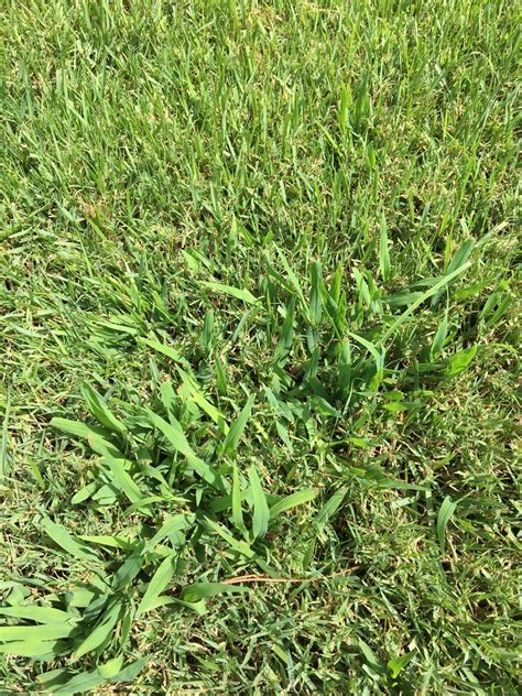 What Are These Weeds Lawn Care Forum