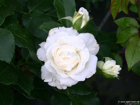 Lady Romantica Floribunda Rose Buy At Agel Rosen