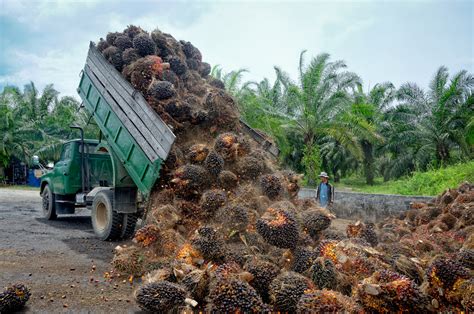 Tahun Ini Produksi Sawit Nasional Diperkirakan Mencapai 53 8 Juta Ton