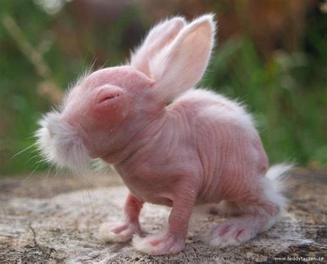 Ugly Rabbit That I Found In A Forest Monsters Pinterest Rabbit