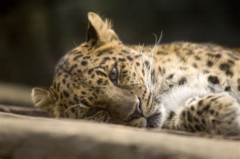 Amur leopard | Oregon Zoo