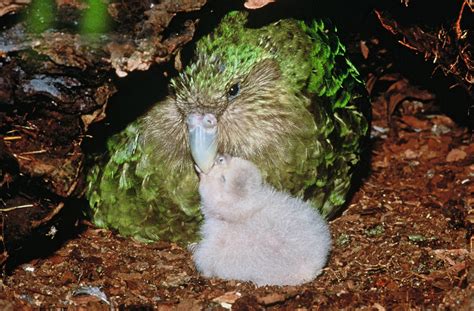 Kakapo Snsh