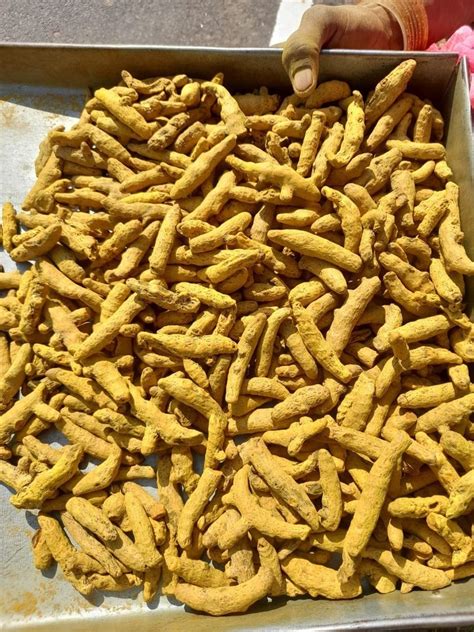 Turmeric Finger Haldi Stick Latest Price Manufacturers Suppliers
