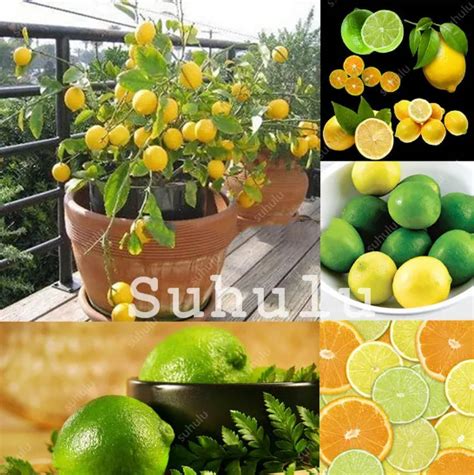 Big Promotion Edible Fruit Meyer Lemon Bonsai Exotic Citrus Dwarf Bonsai Lemon Tree Fresh