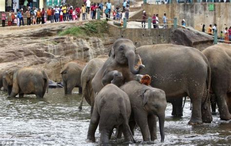 That Is One Busy Sunday Service Mass Christening Of 15 Elephant Babies