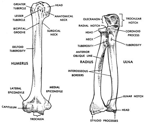 Labelled Radius Bone - Radius Bone Labelled - Radius And Ulna Label Anatomy Bones ... : These ...