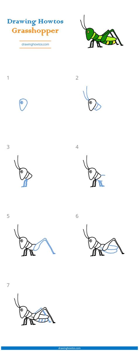 How To Draw A Grasshopper Step By Step Easy Drawing Guides Drawing