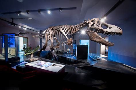 Britains Best Places To See Dinosaurs And Fossils Museum Crush