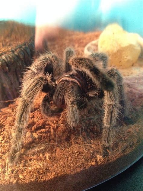 How To Care For A Rose Haired Tarantula Bc Guides