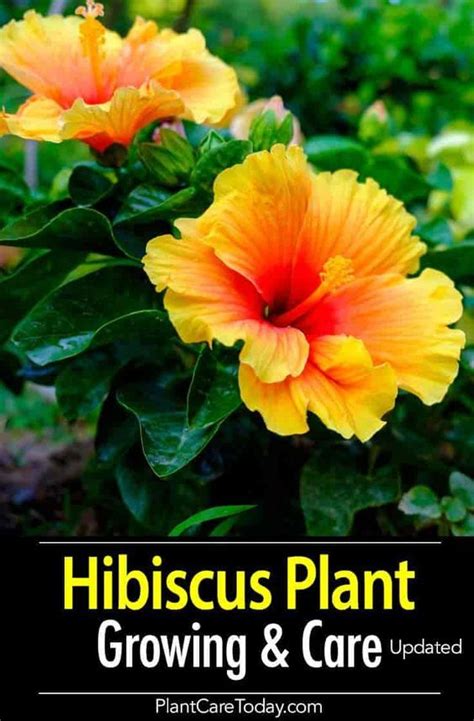 Hibiscus plants (hibiscus rosa sinensis) have large and. Hibiscus Tree: How To Grow And Care For A Hibiscus Plant ...
