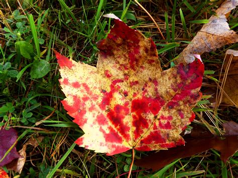 Yellow Red Maple Leaf Free Stock Photo Public Domain Pictures