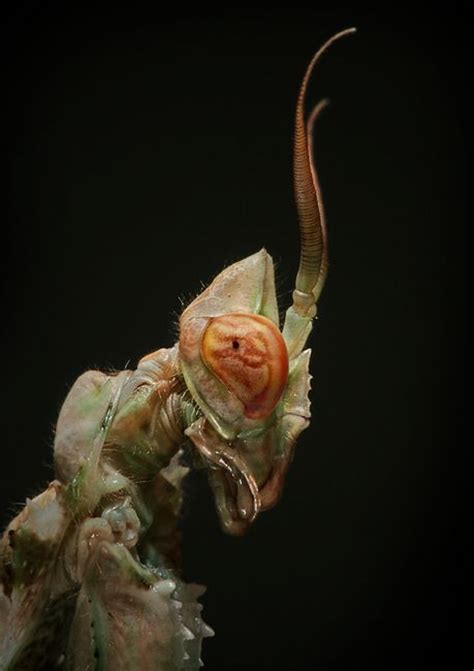 Macro Photos Creepy And Cool Alien Looking Bugs Gallery Ebaums World