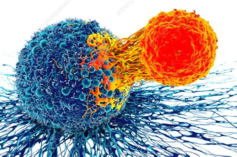 Cancer Cell And T Cell Illustration Stock Image F0192836