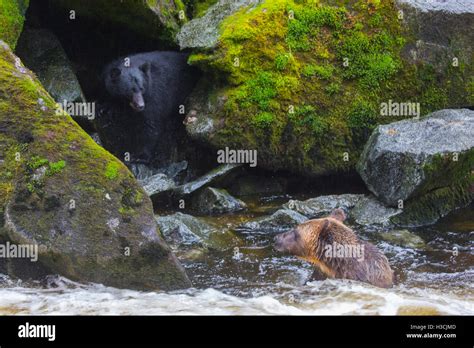 Anan Creek Wildlife Viewing Site Tongass National Forest Alaska Stock