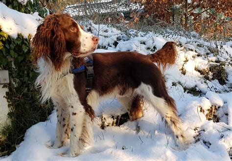 Originally A Hunting Breed Tim Our English Springer Spaniel Loves His