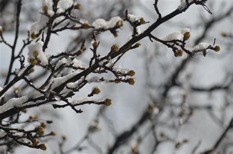 Free Stock Photo Of Beginning Of Spring Melting Snow