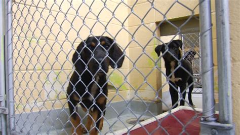 City Of Tulsa Animal Welfare Shelter Severely Overcrowded