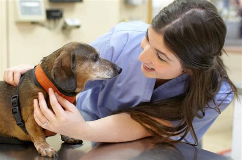Vca Animal Hospital Will Give Your Pet A Free Vet Care Visit