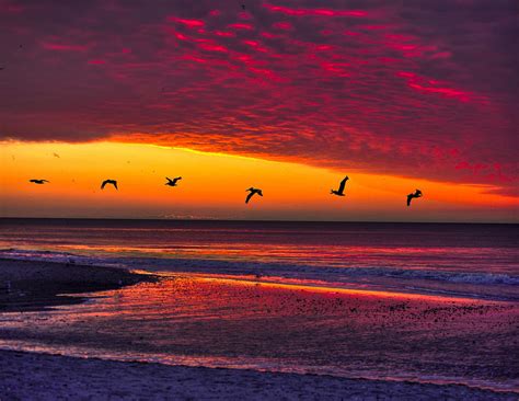 Birds Flying At Sunrise Photograph By Joe Granita