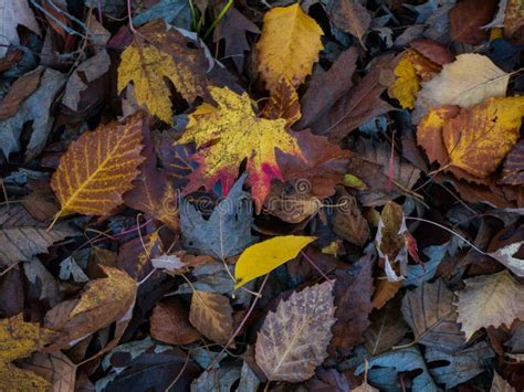 Fallen Autumn Leaf Liter Color On Forest Floor Stock Image Image Of