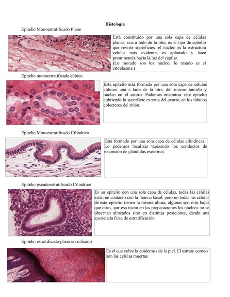 Resumen del tejido epitelial Histología Epitelio Monoestratificado