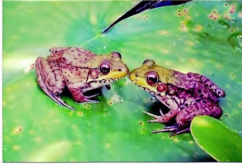 Kissing Frogs Photograph By Patricia Brock Fine Art America