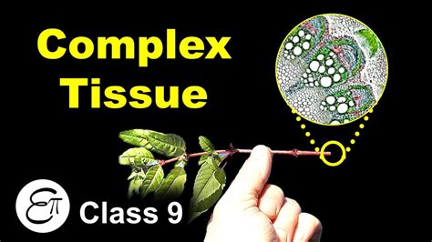 Complex Permanent Tissue Plant Tissues Part 4 In Hindi For