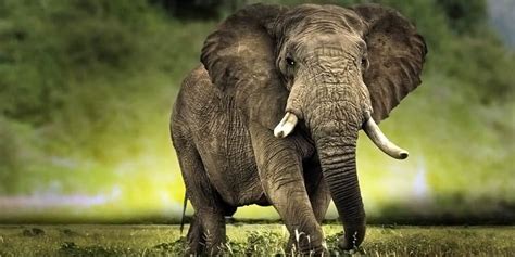 African Bush Elephant Loxodonta Africana