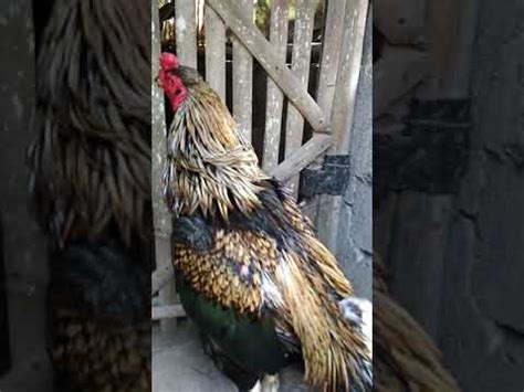Ayam import maupun f1 yang katanya kualitas unggul. 81 Gambar Ayam Wido Paling Hist - Infobaru