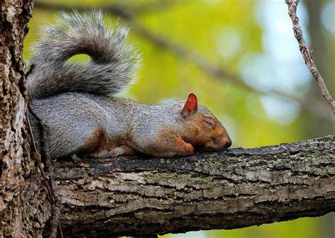 Where Do Squirrels Sleep Or Do They Pretty Backyard