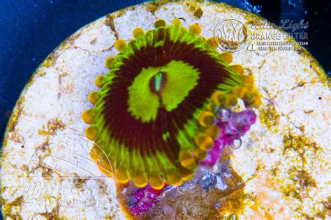 Zoanthus Poweronoff In Coral Id The Whitecorals Coral Encyclopedia