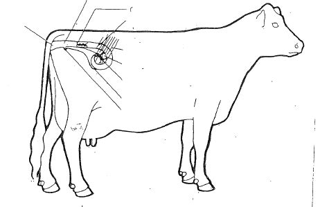 Cattle Reproductive System Diagram Quizlet
