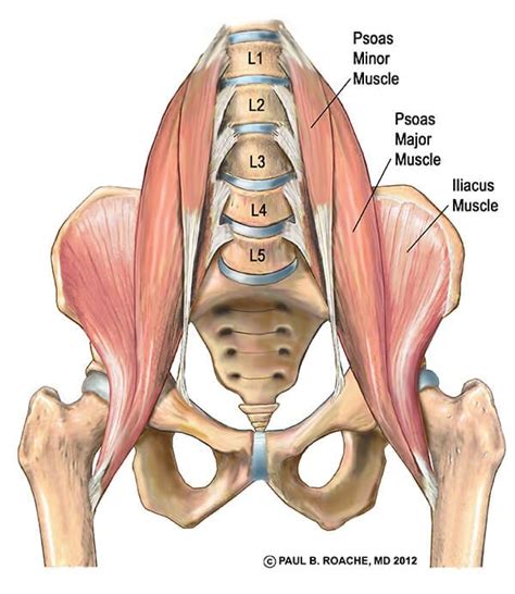 Understand Hip Anatomy Muscles For Yoga Jason Crandell Yoga Hip