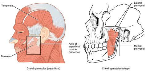 113 Axial Muscles Of The Head Neck And Back Anatomy And Physiology