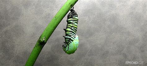 Video The Metamorphosis Of A Caterpillar Into A Monarch Butterfly