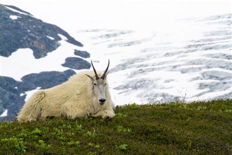 Mountain Goat Kenai Fjords National Park Alaska Jared Wilson Flickr