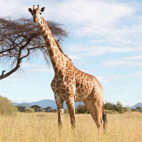 Giraffe The Animal Spot