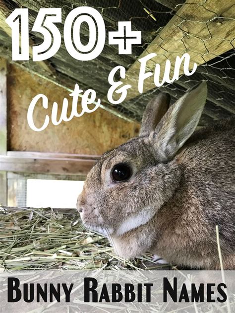 150 Cute And Funny Bunny Rabbit Names Rabbit Names Female Rabbit