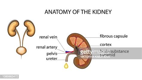 Anatomy Of The Kidney High Res Vector Graphic Getty Images