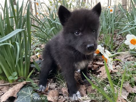 Mid Content Black Phase Wolf Dogs For Sale