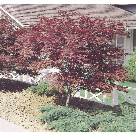 But first, we need to chat about what kind of japanese maple can and cannot be grown from seed. Shop 1.5-Gallon Red Japanese Maple Feature Tree (L3165) at ...