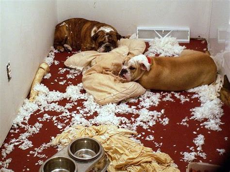 17 Best Dogs In Trouble Images On Pinterest Funny Animals Funny Dogs