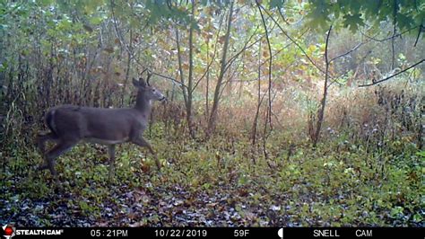 Late October Public Land Whitetails Youtube