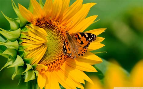 Step into peaceful woods, towering mountains, and deserts, all from your desktop! Sunflower And Butterfly High Definition Nature #4911 ...