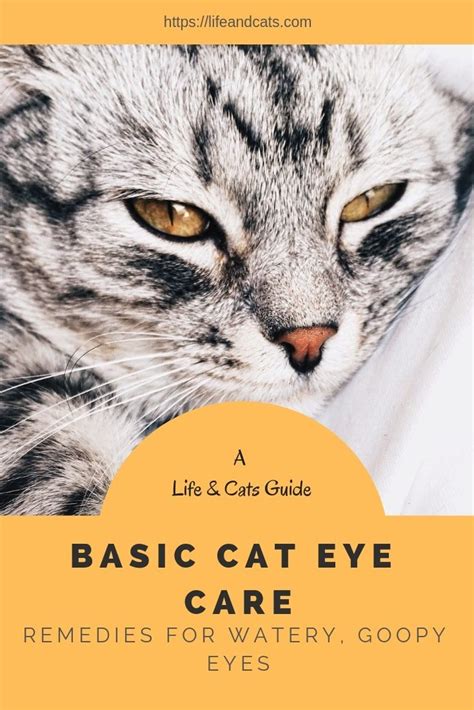 Check spelling or type a new query. Keep Your Cat's Beautiful Eyes Clean and Healthy - Life ...