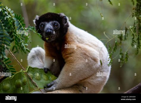 Crowned Sifaka Lemur In Madagascar Stock Photo Alamy