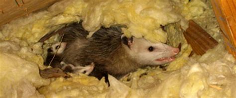 Opossum In The Attic How Do You Get Possums Out Of The Attic